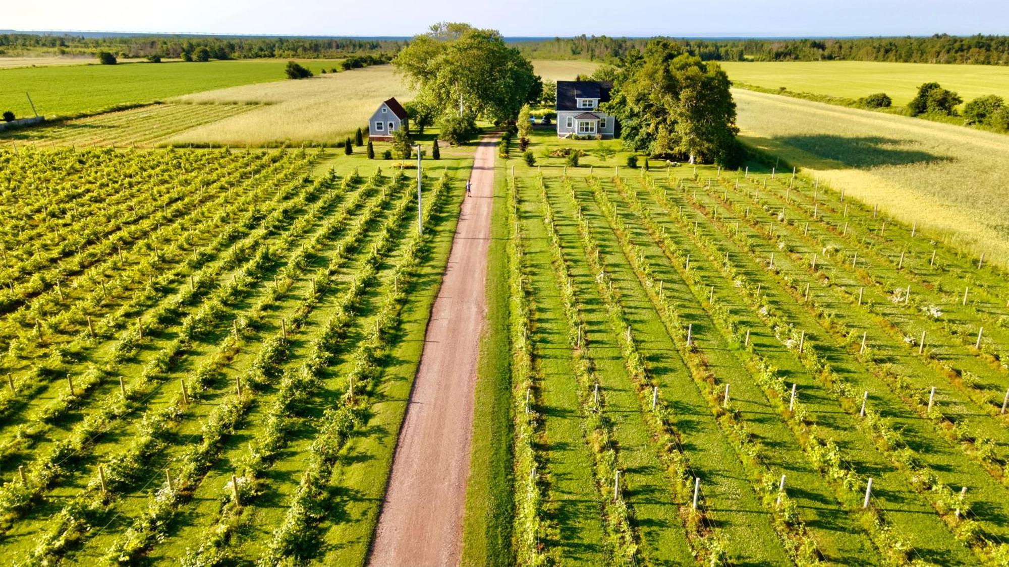 Sunbury Cove Winery Bed and Breakfast Miscouche Eksteriør billede